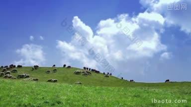 田园诗般的丘陵<strong>景色</strong>，羊群在吃草